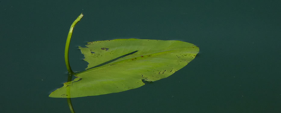 Foto schwimmendes Blatt